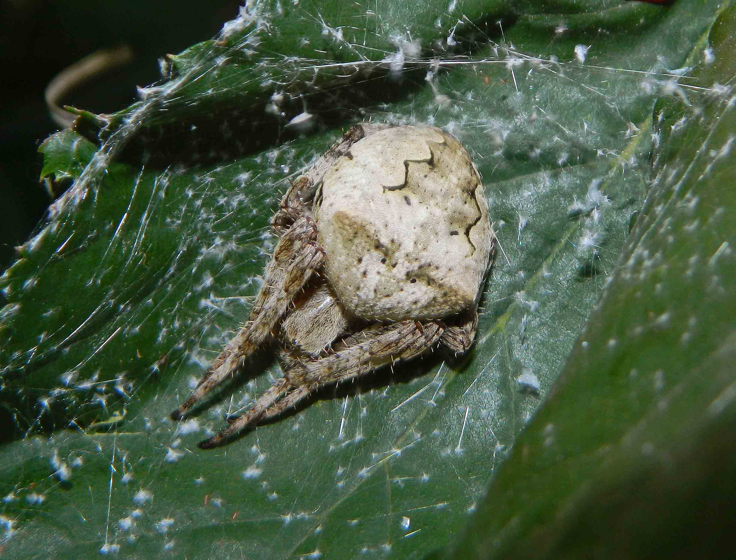 Pu essere un Larinioides sp.?  No, Araneus angulatus